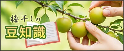 梅干の豆知識