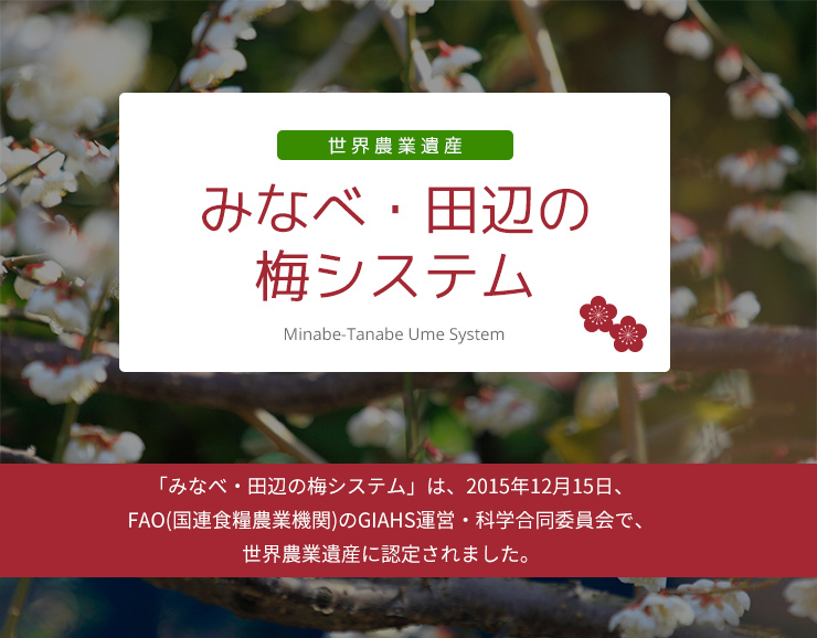 「みなべ・田辺の梅システム」は、2015年12月15日、FAO(国連食糧農業機関)のGIAHS運営・科学合同委員会で、世界農業遺産に認定されました。